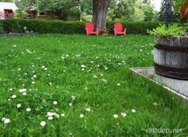 Những ý tưởng trang trí cho bãi cỏ trong vườn