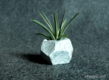 Cây “không khí” (air plants) và năm cách trưng bày độc đáo