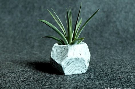 Cây “không khí” (air plants) và năm cách trưng bày độc đáo