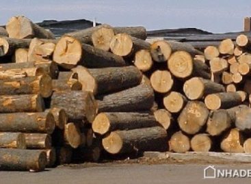 Đồ gỗ: Lo xuất khẩu quên nội địa
