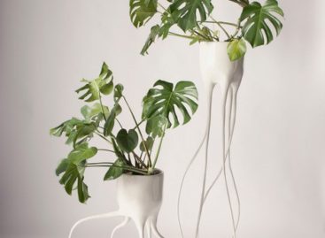 Thiết kế độc đáo của chậu cây Monstera