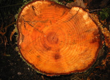 Các chủng loại gỗ cứng Hoa Kỳ (Phần 1) – Gỗ Trăn