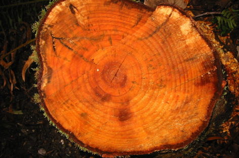 Các chủng loại gỗ cứng Hoa Kỳ (Phần 1) – Gỗ Trăn