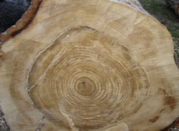 Các chủng loại gỗ cứng Hoa Kỳ (Phần 8) – Gỗ Dương
