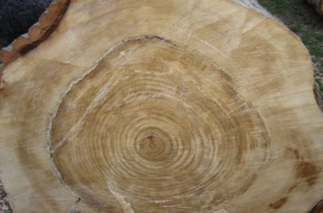 Các chủng loại gỗ cứng Hoa Kỳ (Phần 8) – Gỗ Dương
