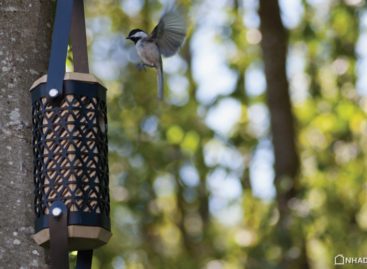 Những chiếc tổ ấm áp dành cho những chú chim Chickadee