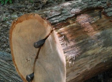 Các chủng loại gỗ cứng Hoa Kỳ (Phần 16) – Gỗ Sồi trắng