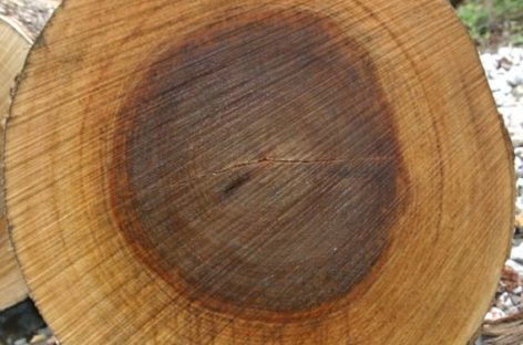 Các chủng loại gỗ cứng Hoa Kỳ (Phần 18) – Gỗ Sung dâu vàng
