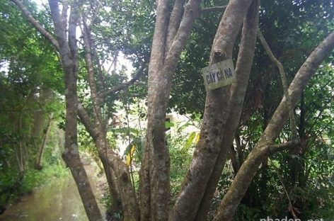 Các loài gỗ ít được biết đến của Việt Nam (Phần 3)